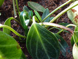 Image of spotted peperomia