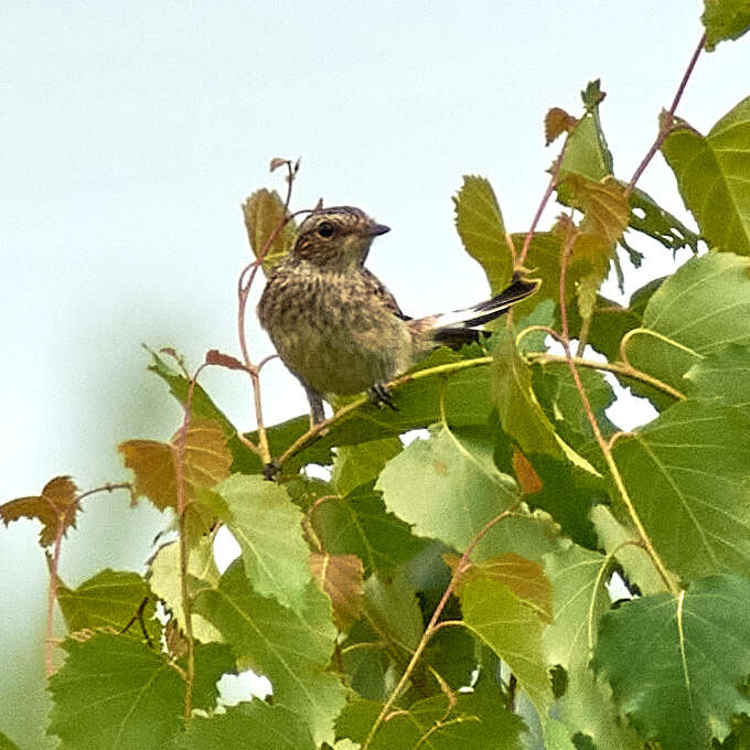 Image of Whinchat