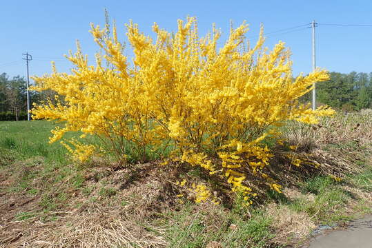 Image of weeping forsythia