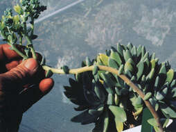 Imagem de Dudleya guadalupensis Moran