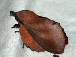 Image of lappet moth