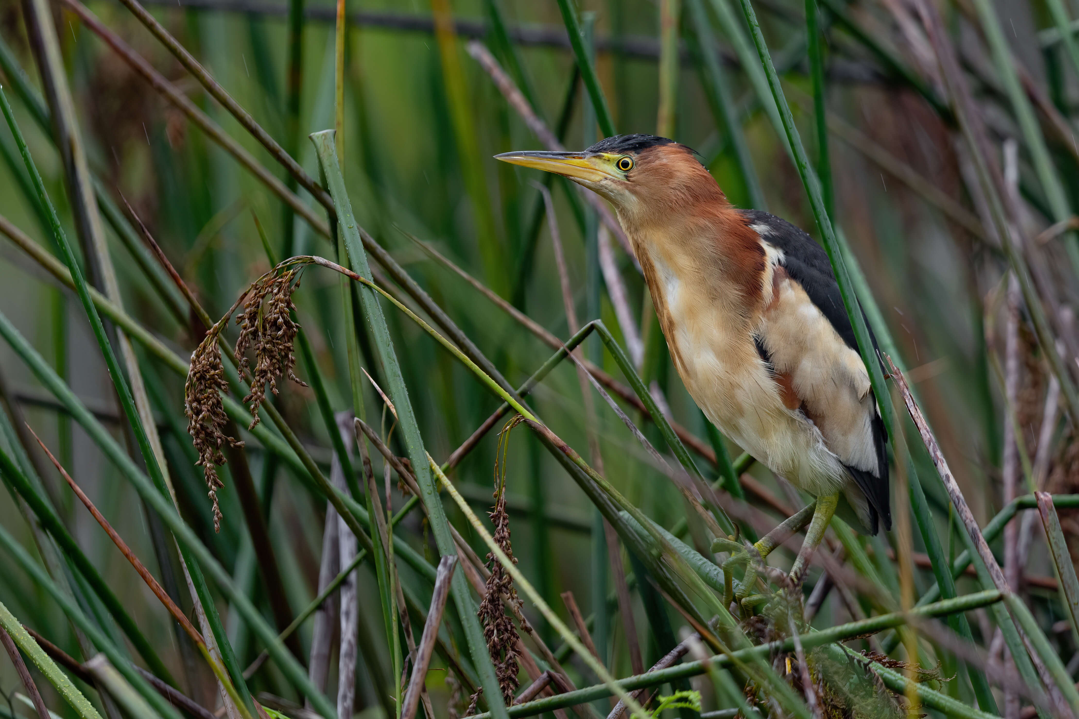 Image of Australian Little Bittern