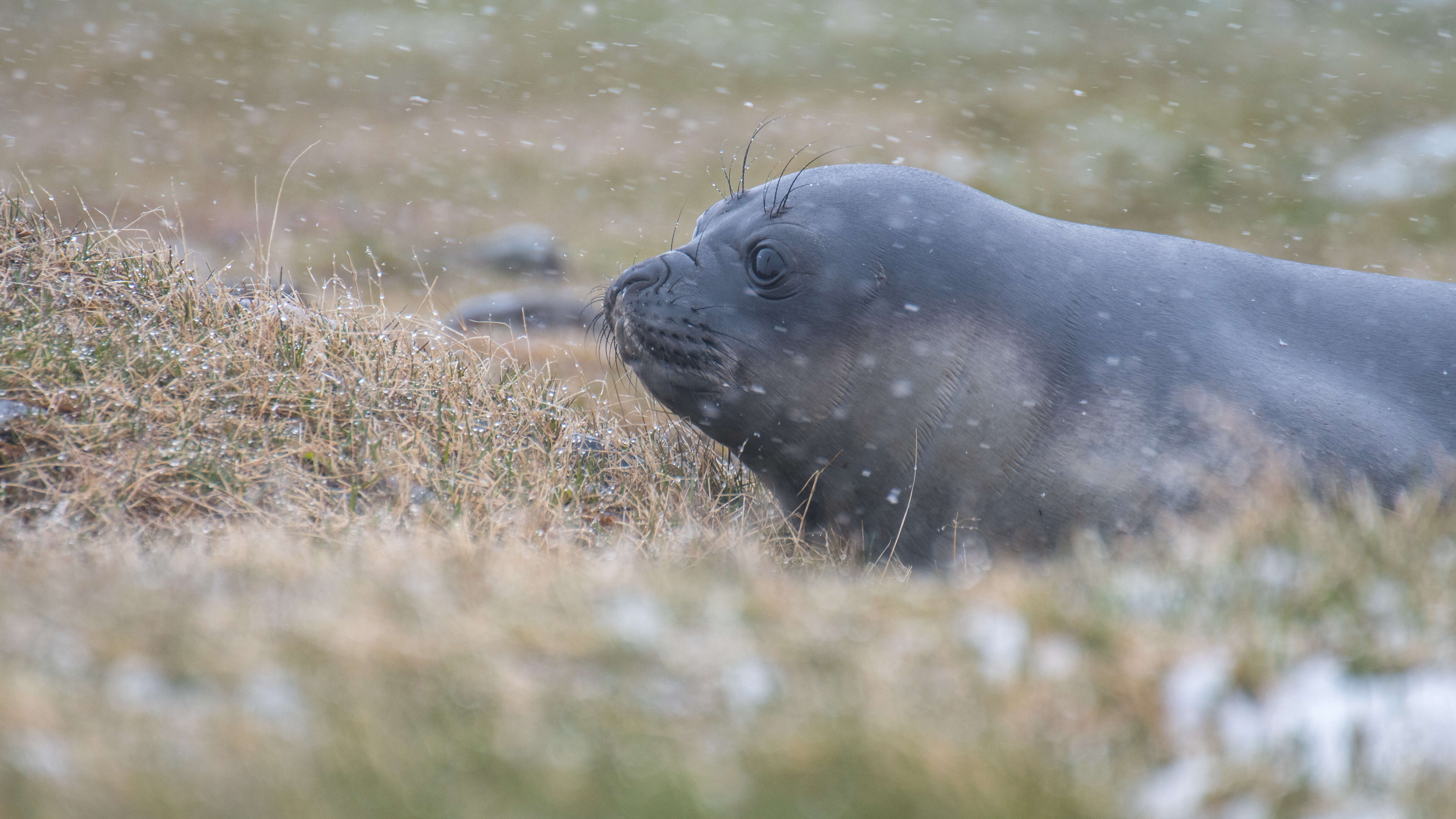 Image of South Atlantic Elephant-seal