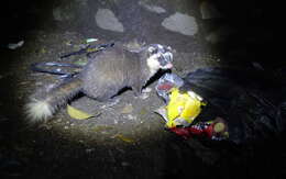 Image of Javan Ferret Badger