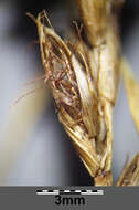 Image of Flat-sedge