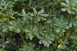 Image de Pittosporum tobira (Murray) Aiton fil.