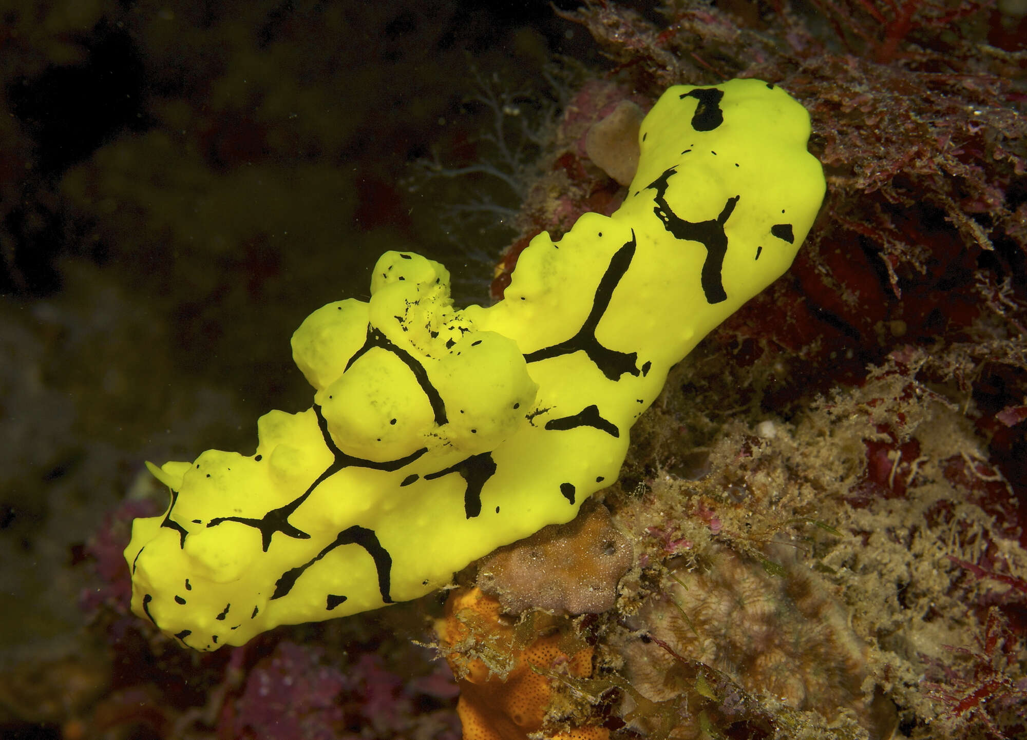 Image of Notodoris gardineri Eliot 1906