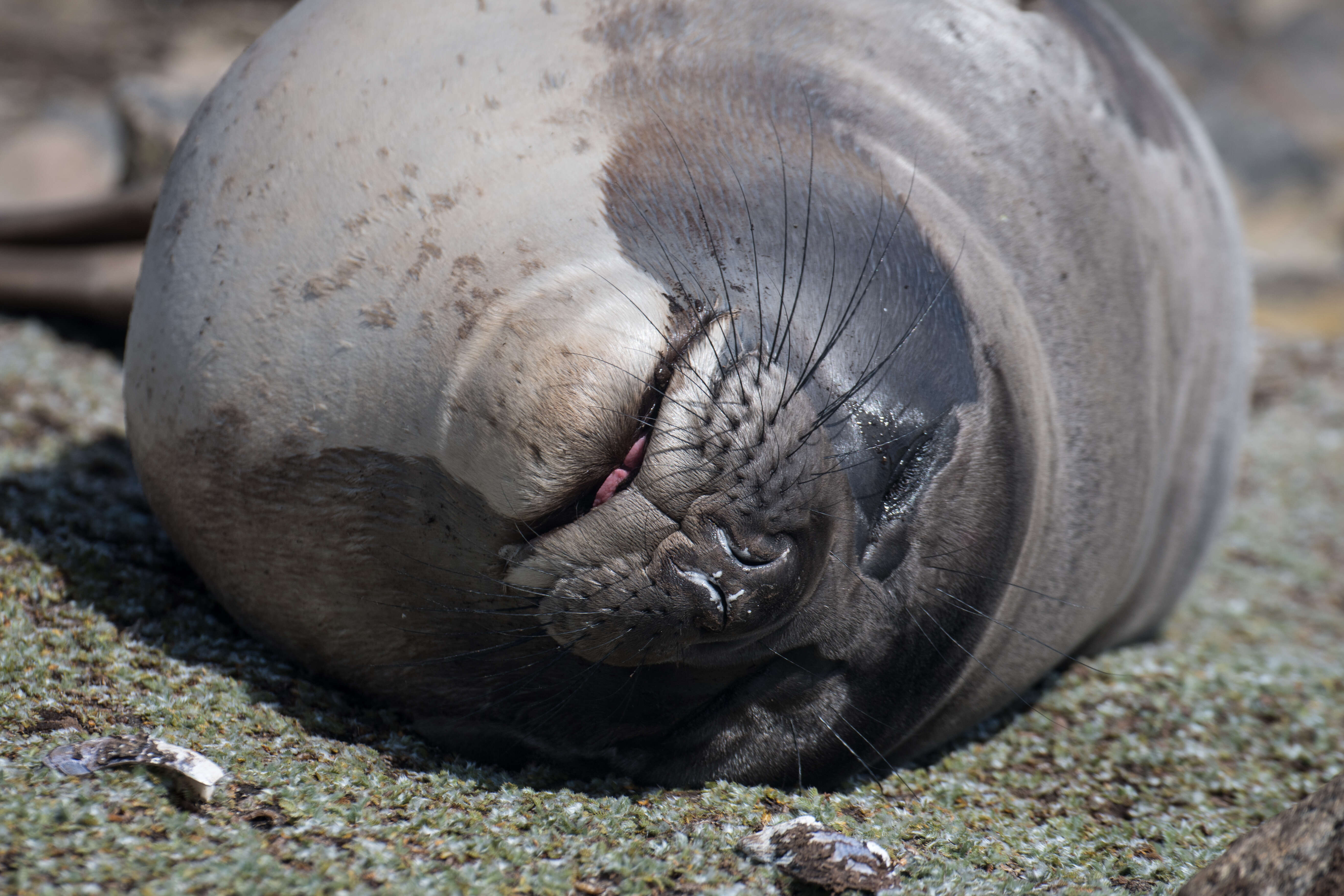 Image of South Atlantic Elephant-seal