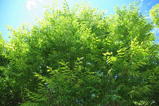 Image of Schneider's Zelkova