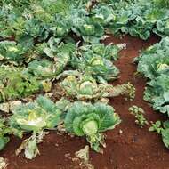 Image of white cabbage