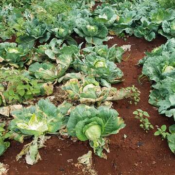 Image of white cabbage