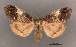 Image of Southern Tussock Moth