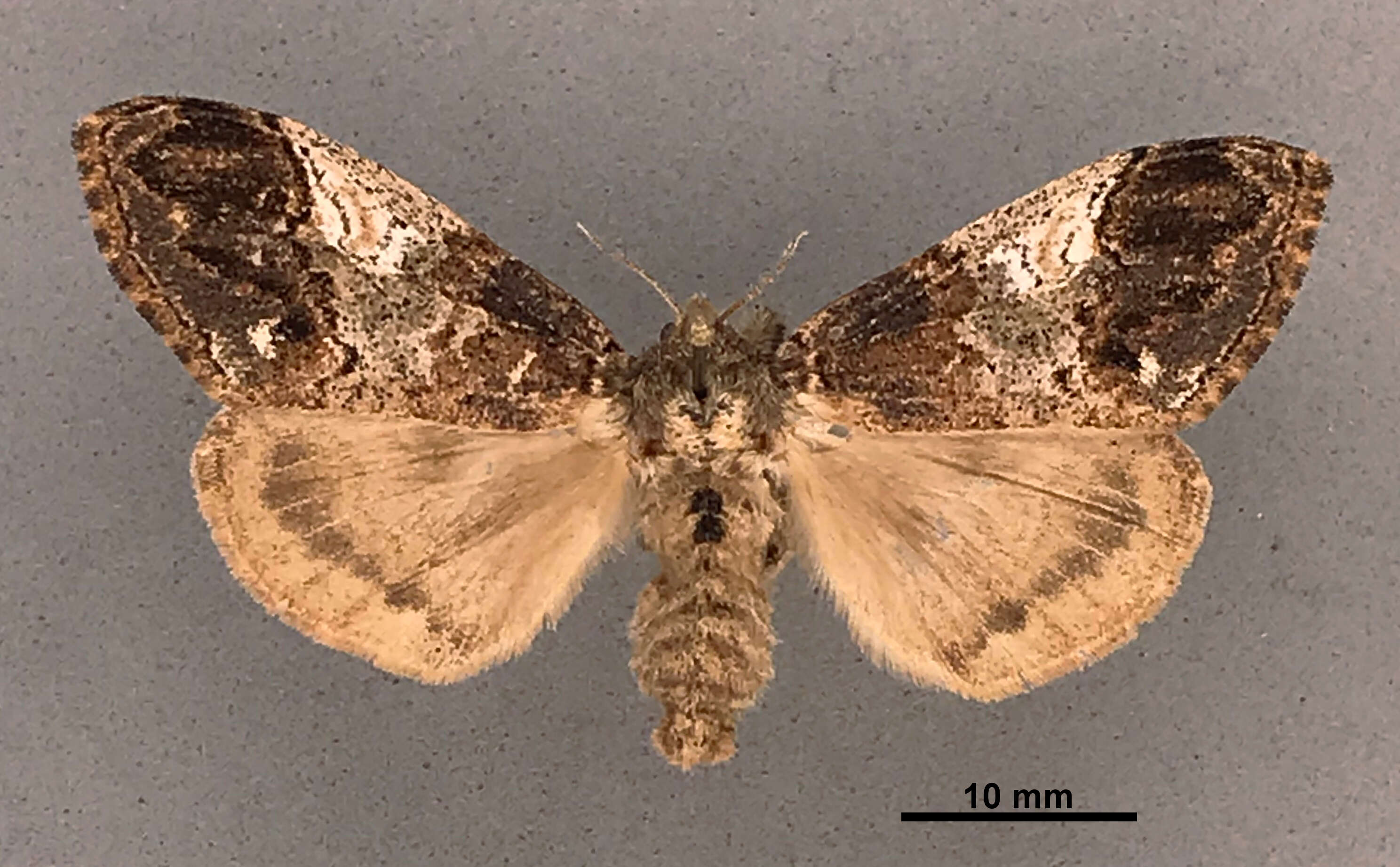 Image of Southern Tussock Moth