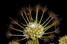 Image of Flat-crown Albizia