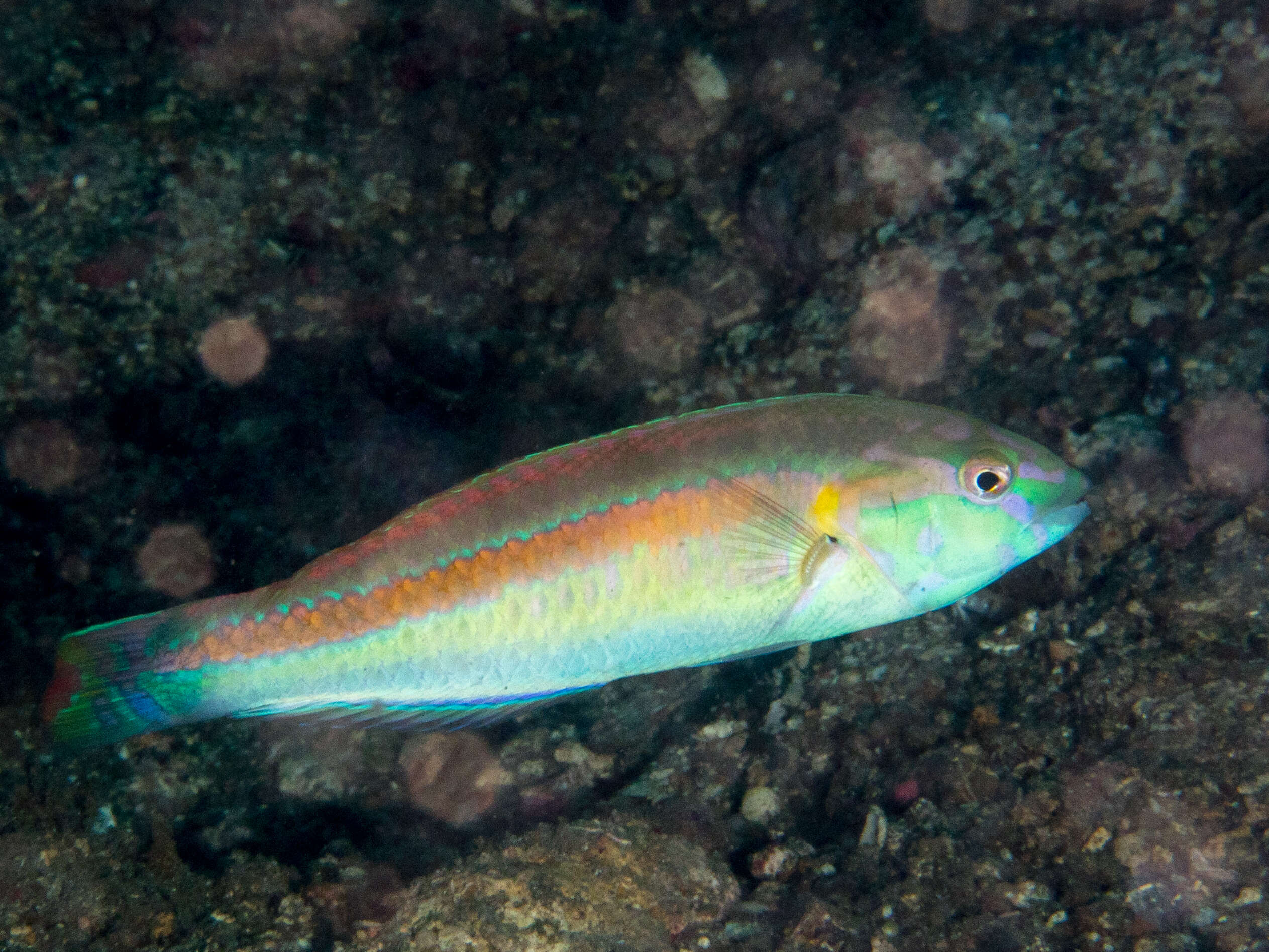 Image of Goldstripe wrasse