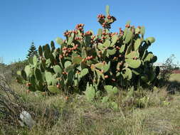 Image of Common Pricklypear