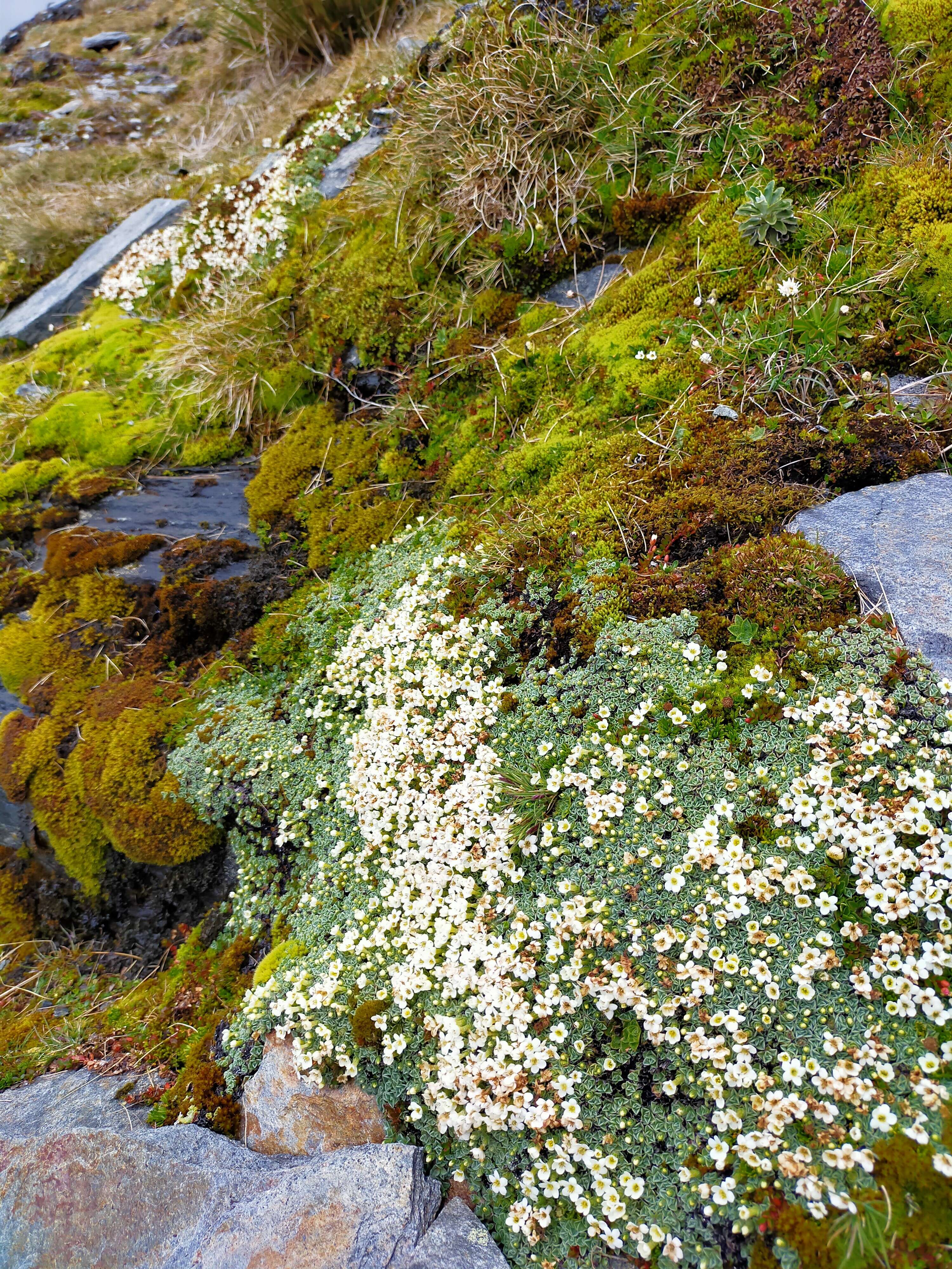 Imagem de Myosotis glabrescens L. B. Moore