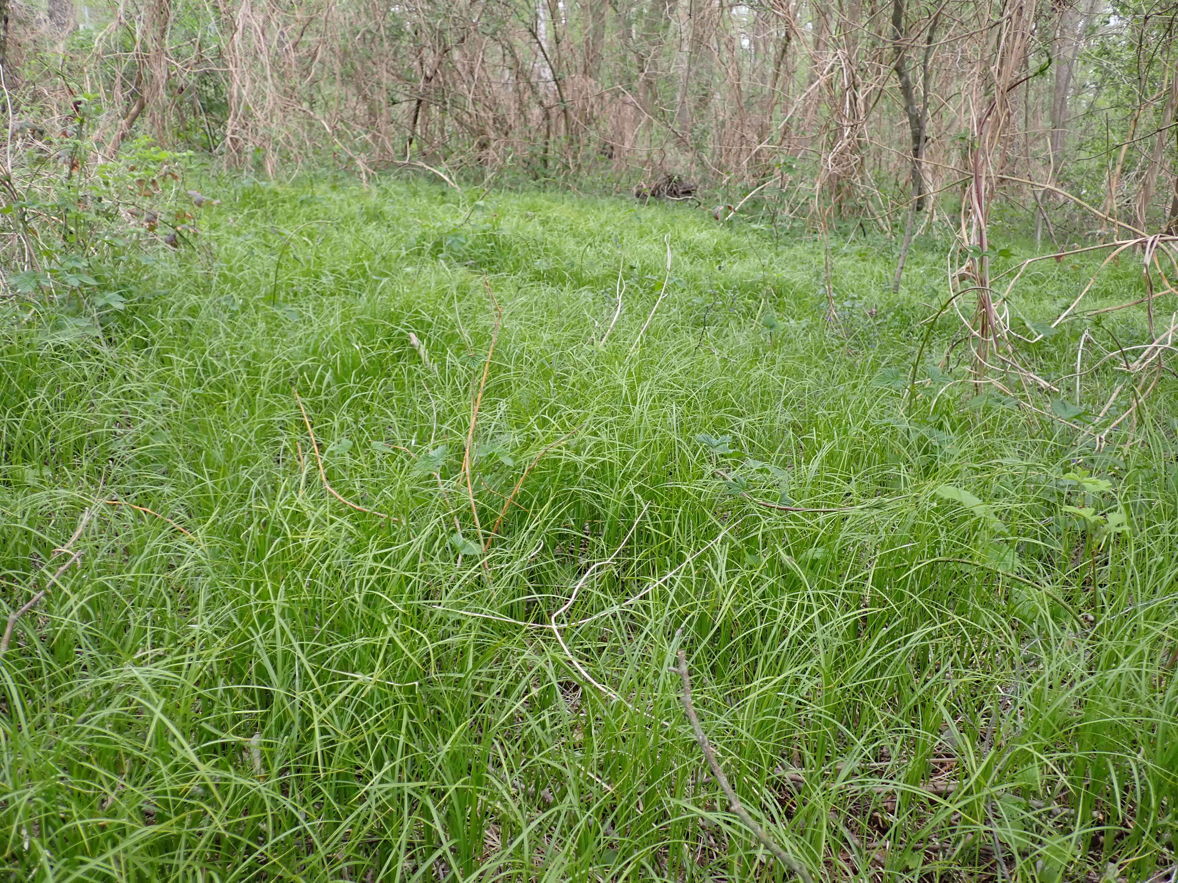 Image of quaking-grass sedge