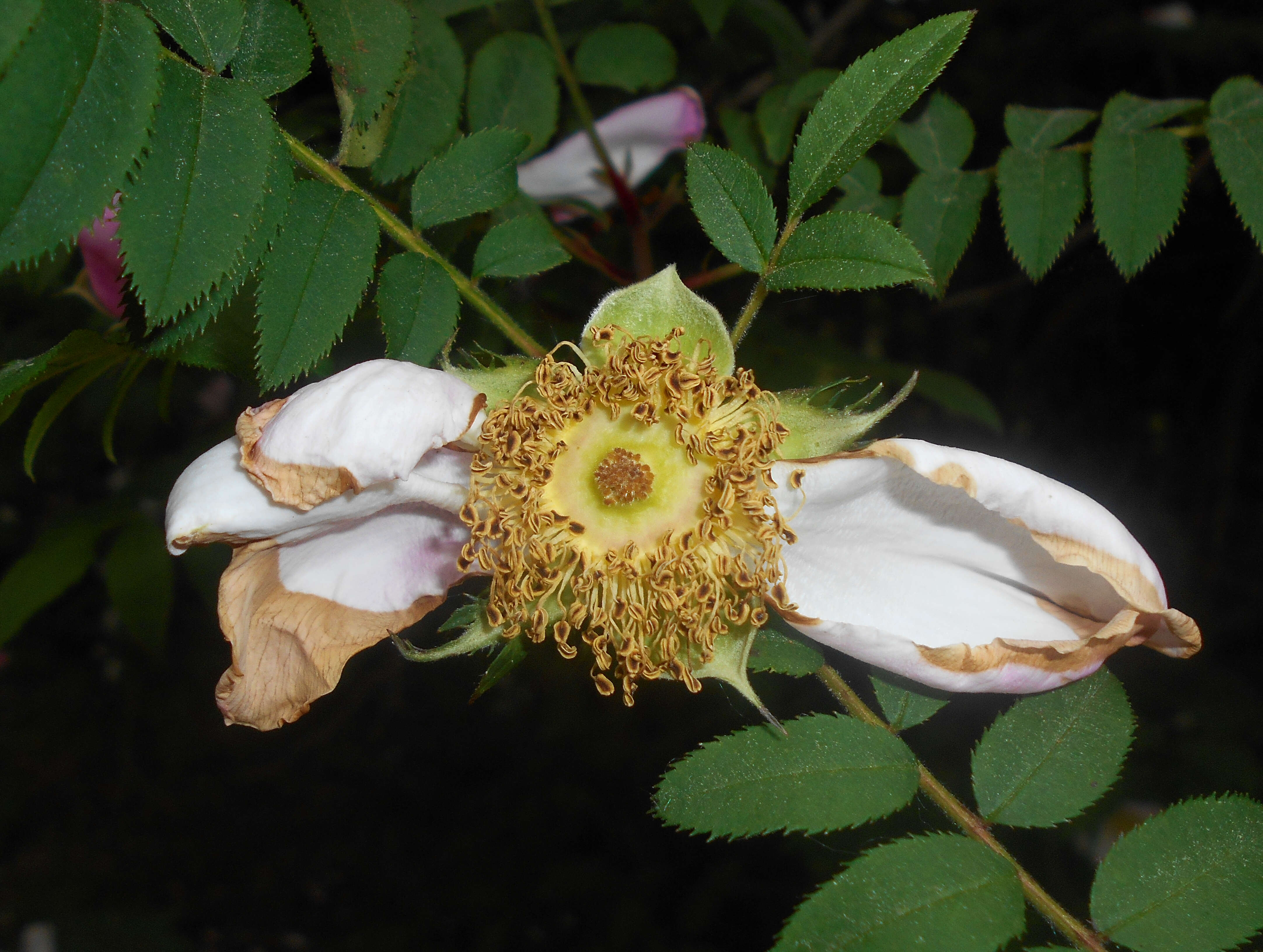 Image of chestnut rose