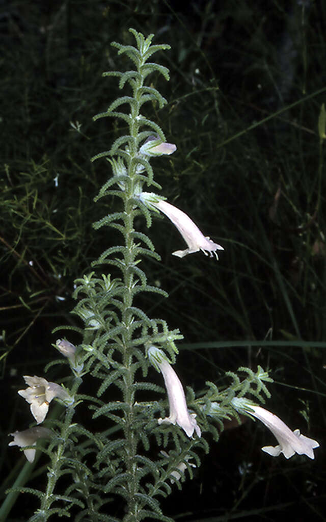 Image of Chloanthes stoechadis R. Br.