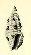 Image of Pseudodaphnella barnardi (Brazier 1876)