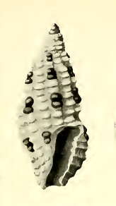 Plancia ëd Pseudodaphnella barnardi (Brazier 1876)