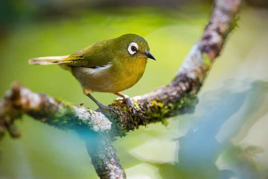 Image of Green-backed White-eye