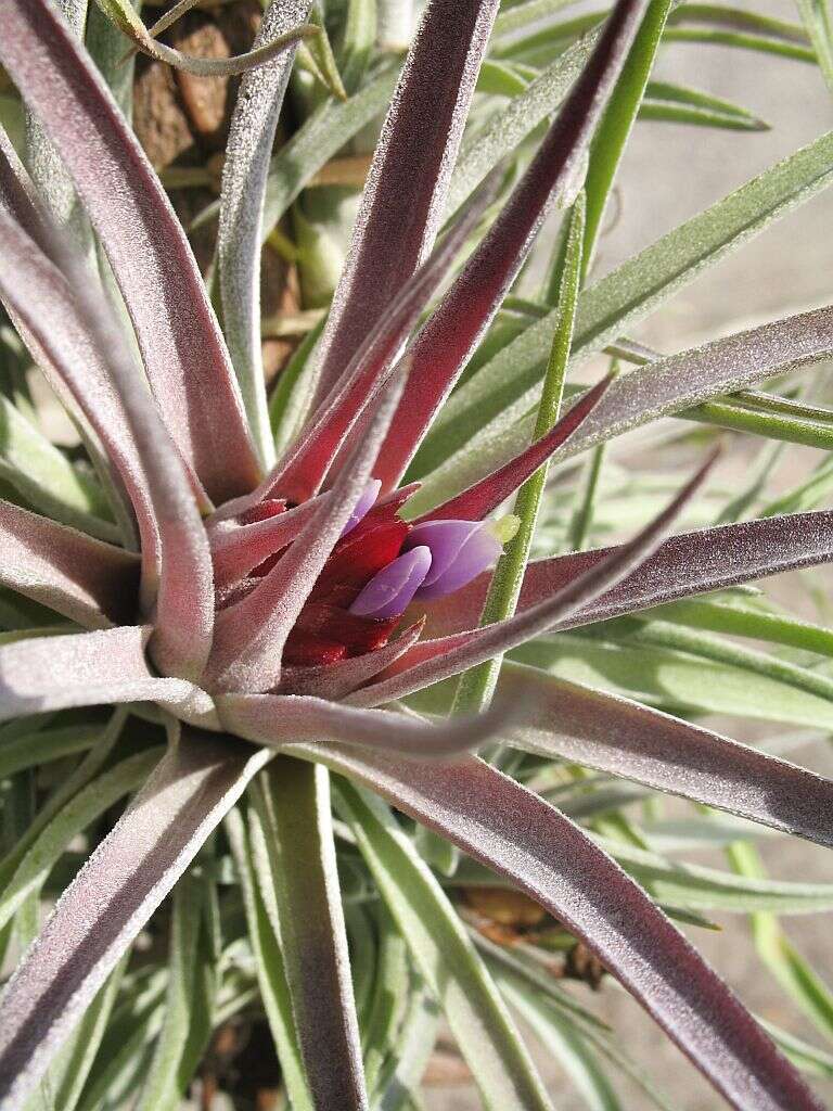 Imagem de Tillandsia kammii Rauh