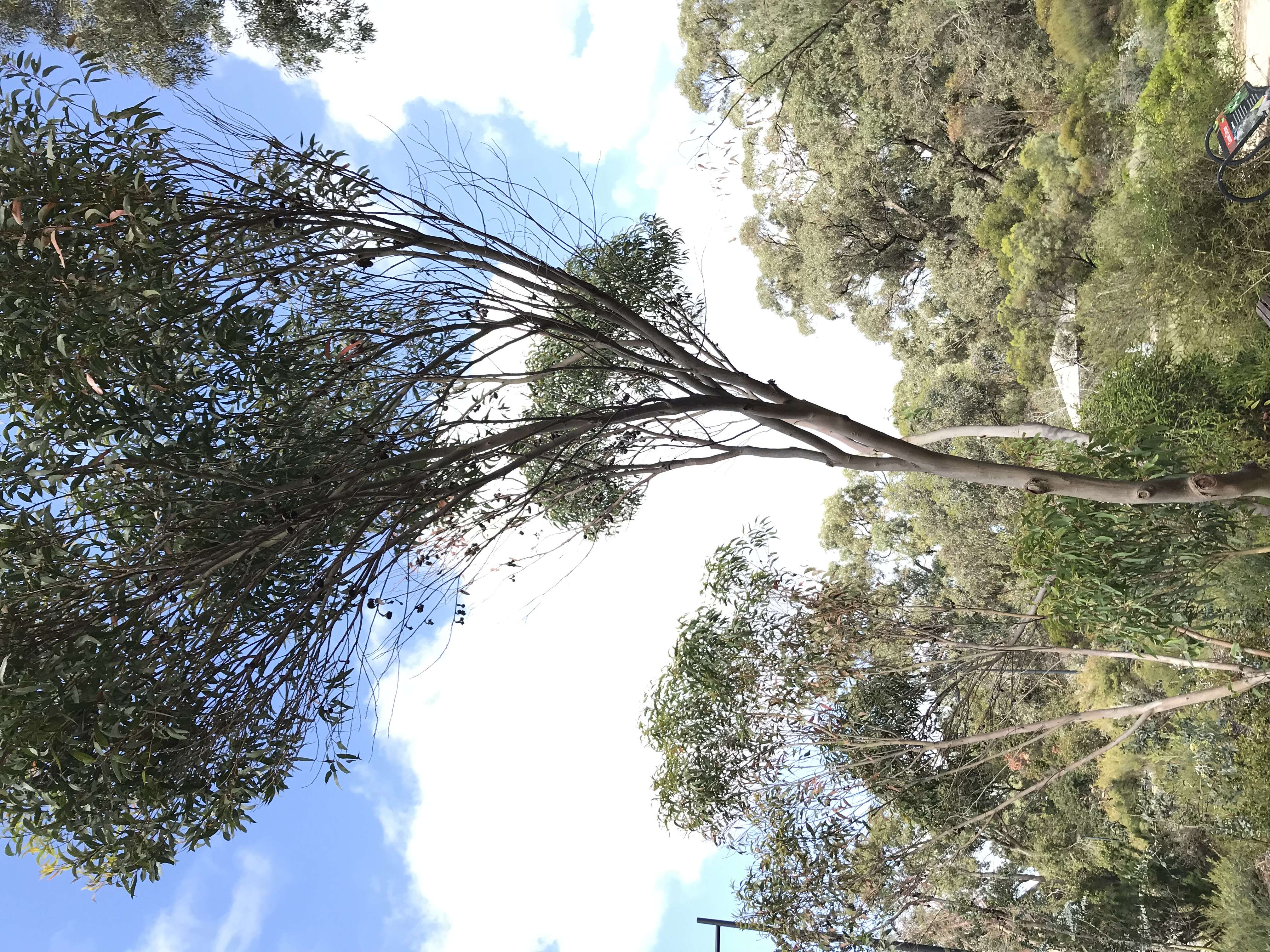 Image of Mount Le Grand Mallee