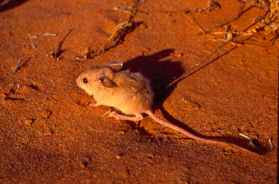 Image of dusky hopping mouse