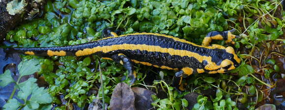 Image of Common Fire Salamander