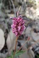 Image of Grevillea quercifolia R. Br.