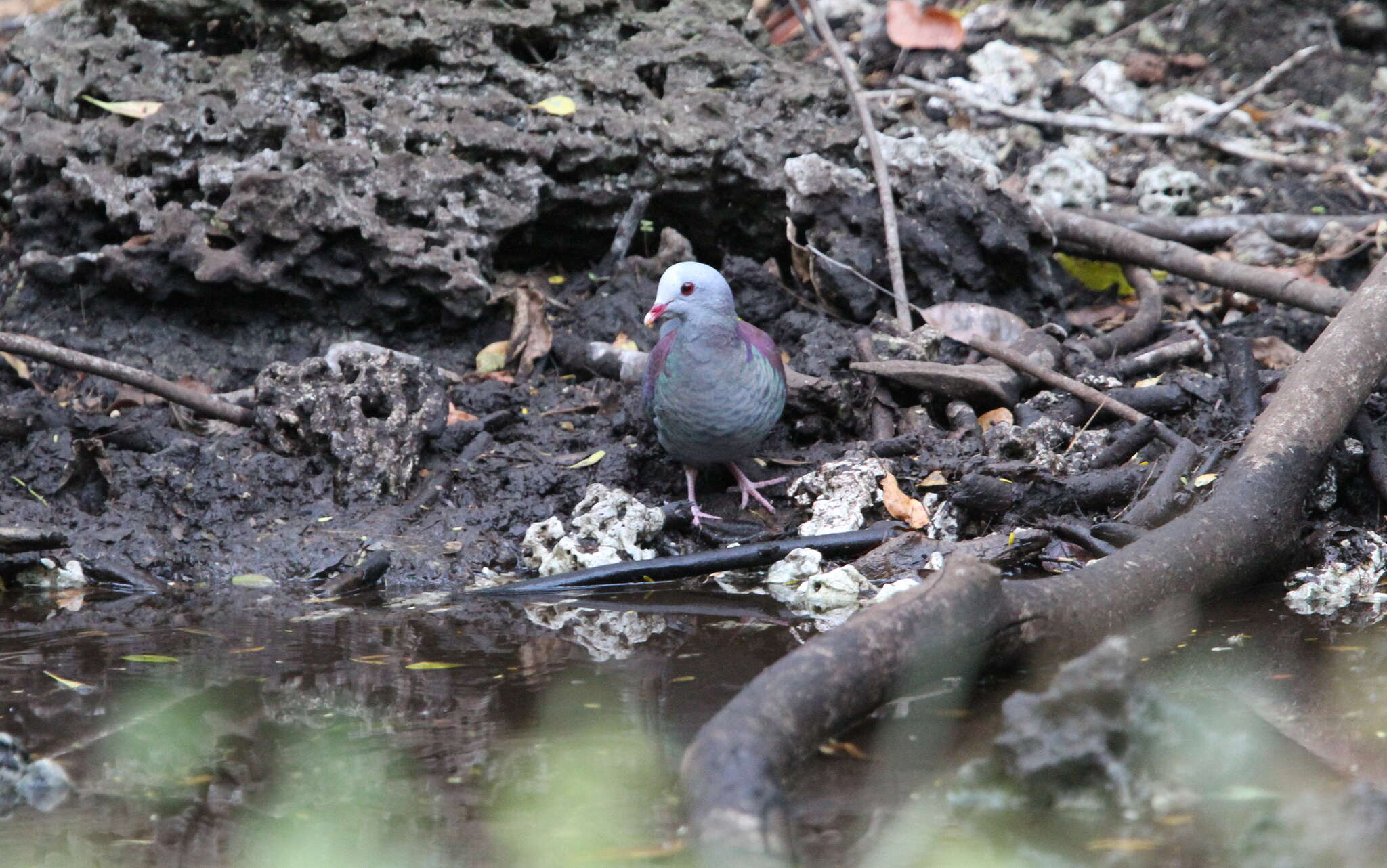 Image of Gray-fronted Quail-Dove