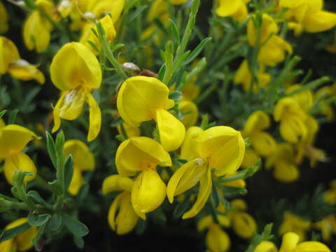 Image of Cytisus oromediterraneus