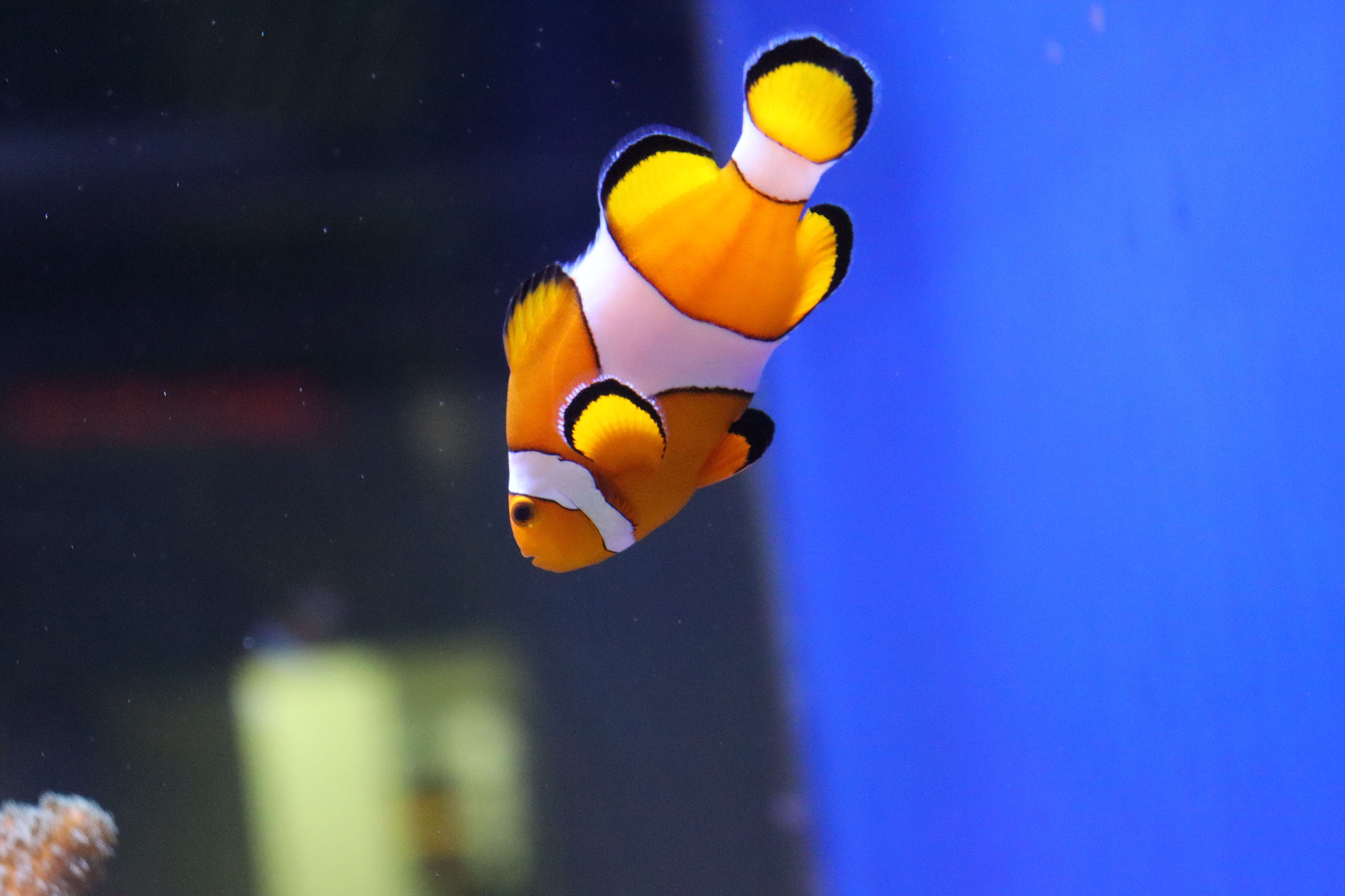 Image of Common clownfish