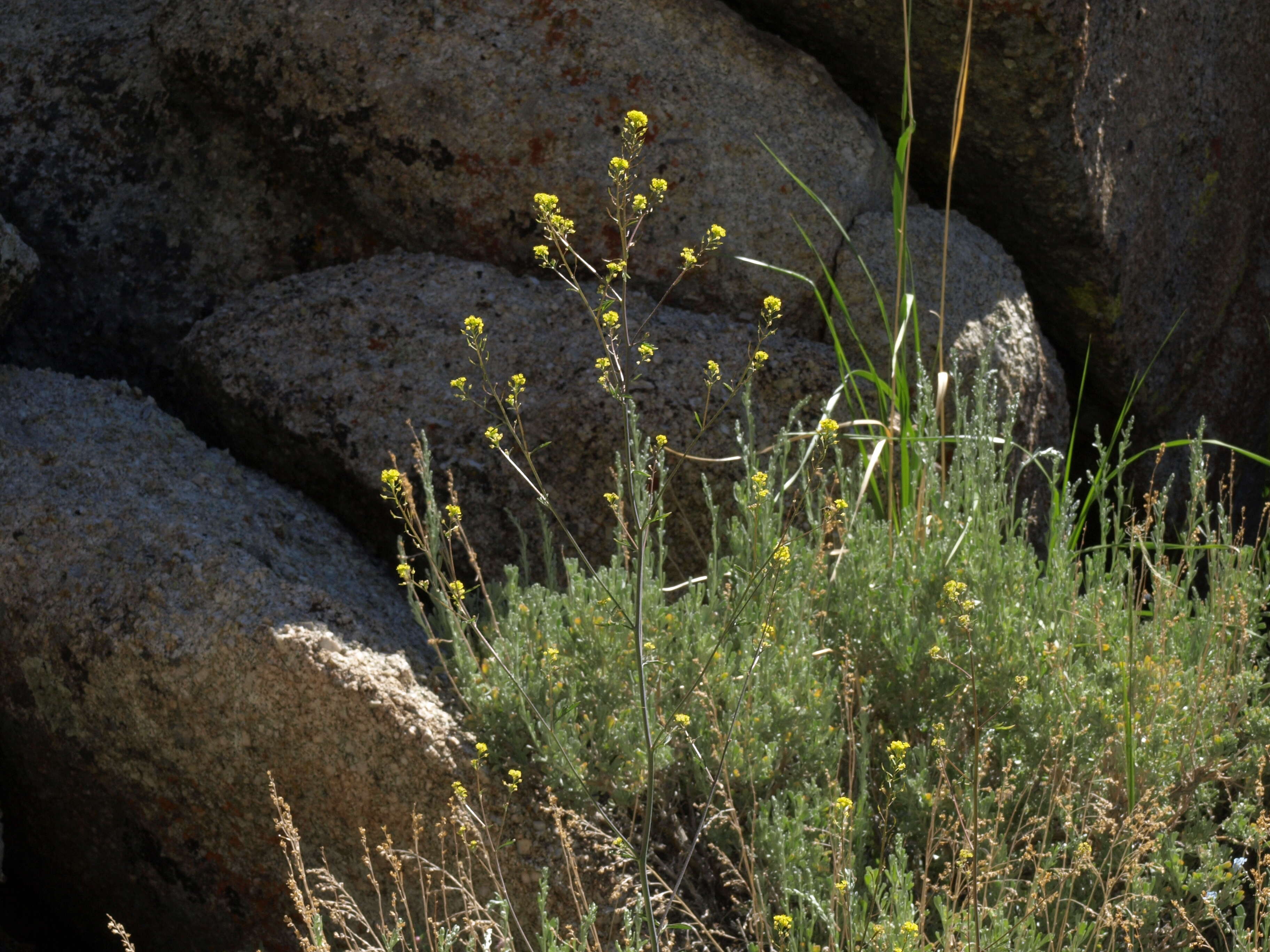 Image of California Tansy-mustard