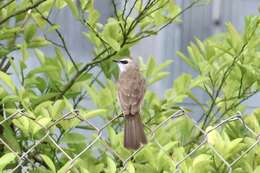 Image of Yellow-vented Bulbul