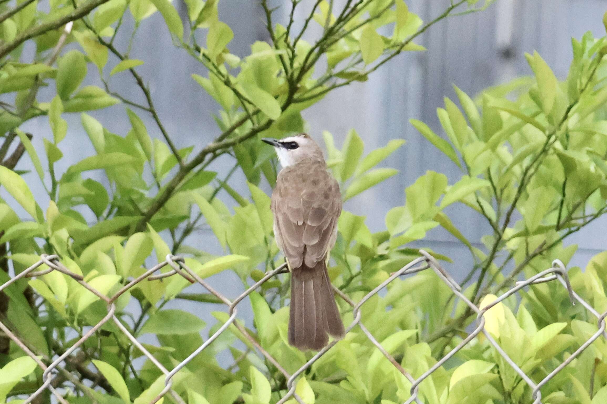 Image of Yellow-vented Bulbul