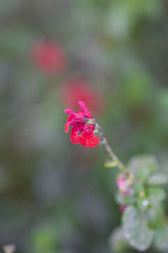 Salvia microphylla Kunth resmi