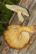 Image of Lentinus levis (Berk. & M. A. Curtis) Murrill 1915