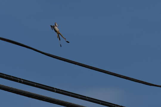 Image of Scissor-tailed Flycatcher