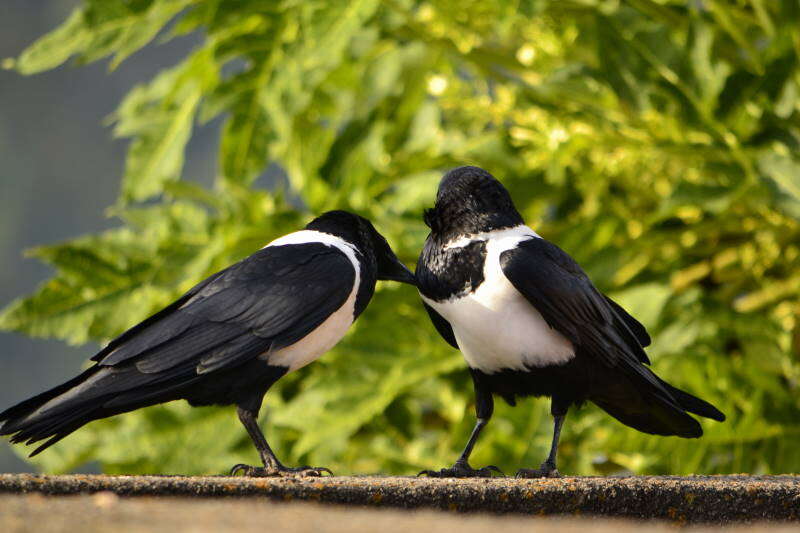 Image of Pied Crow