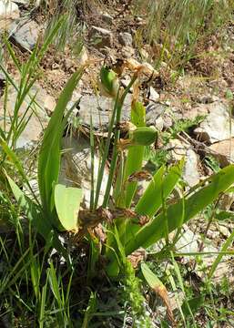 Imagem de Iris imbricata Lindl.