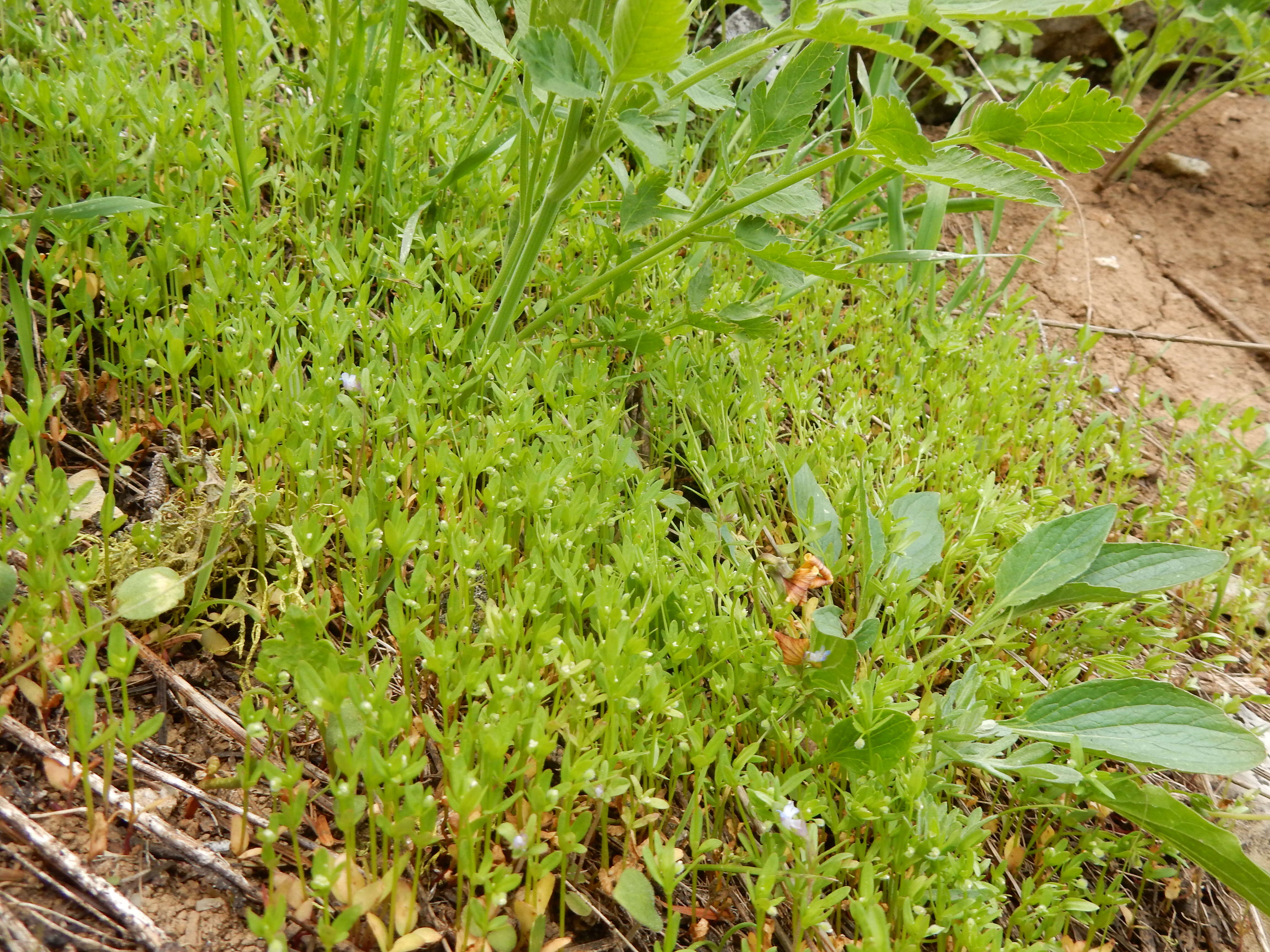 Image of twinleaf bedstraw