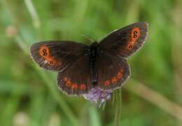 Image of scotch argus