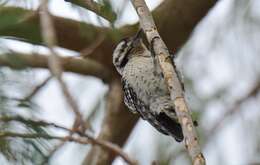 Image of Ladder-backed Woodpecker