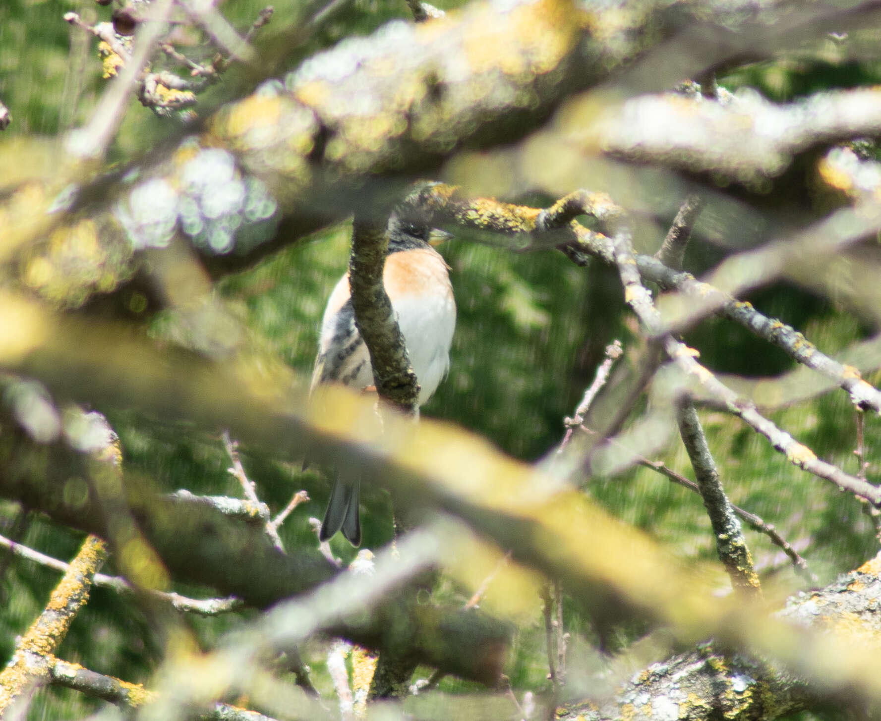 Image of Brambling