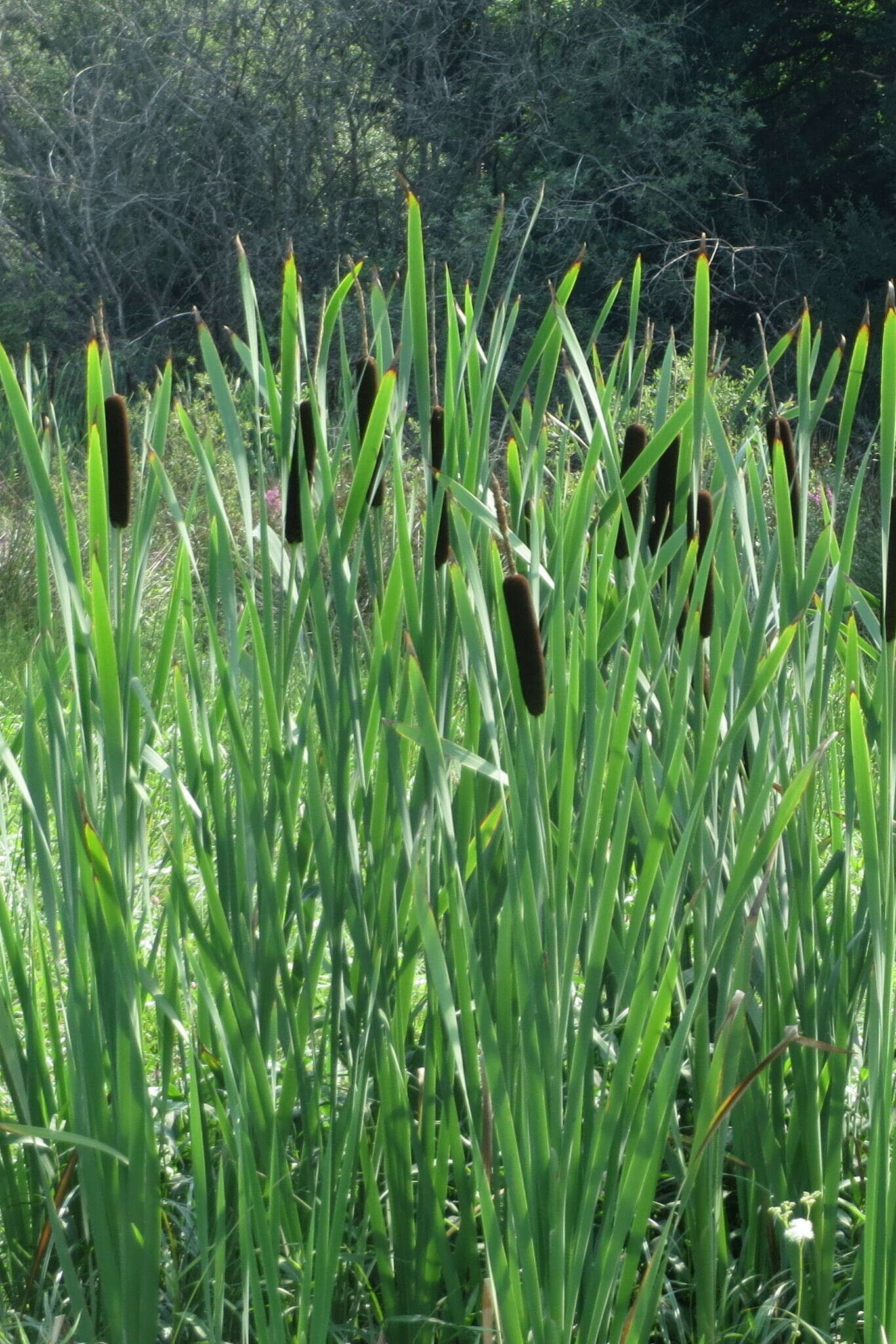 Image of broadleaf cattail