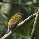 Image of Thick-billed Honeyguide