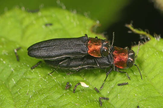 Imagem de Agrilus ruficollis (Fabricius 1787)